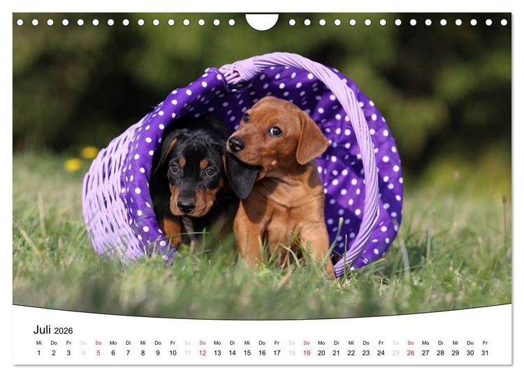 Produktbild: Welpen - Puppies (Wandkalender 2026 DIN A4 quer), CALVENDO Monatskalender