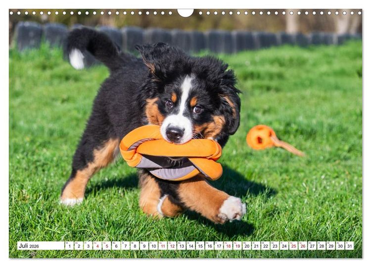 Produktbild: Berner Sennenhunde - Freunde f&uuml;r ein ganzes Leben (Wandkalender 2026 DIN A3 quer), CALVENDO Monatskalender