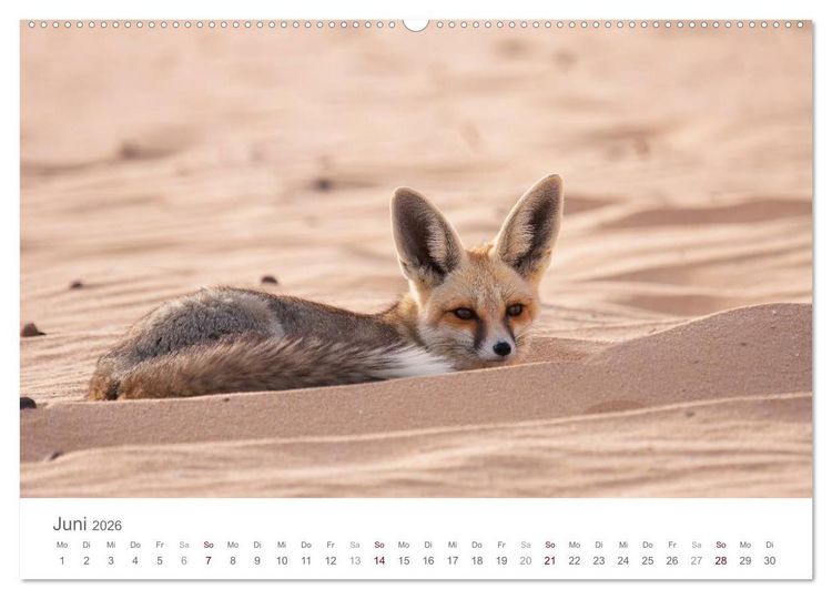 Produktbild: Impressionen - Wei&szlig;e W&uuml;ste (Wandkalender 2026 DIN A2 quer), CALVENDO Monatskalender
