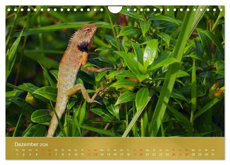 Produktbild: Agamen - Echsen aus der Urzeit (Wandkalender 2026 DIN A4 quer), CALVENDO Monatskalender