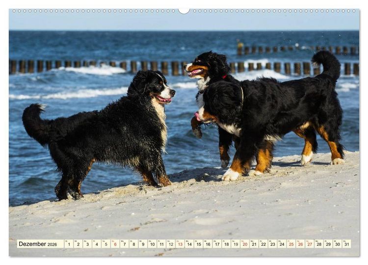 Produktbild: Berner Sennenhunde am Strand (Wandkalender 2026 DIN A2 quer), CALVENDO Monatskalender