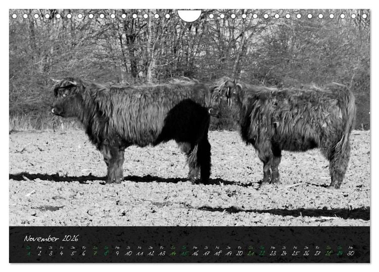 Produktbild: Highland Cattle vom Nordlicht - Faszination Hochland Rind (Wandkalender 2026 DIN A4 quer), CALVENDO Monatskalender