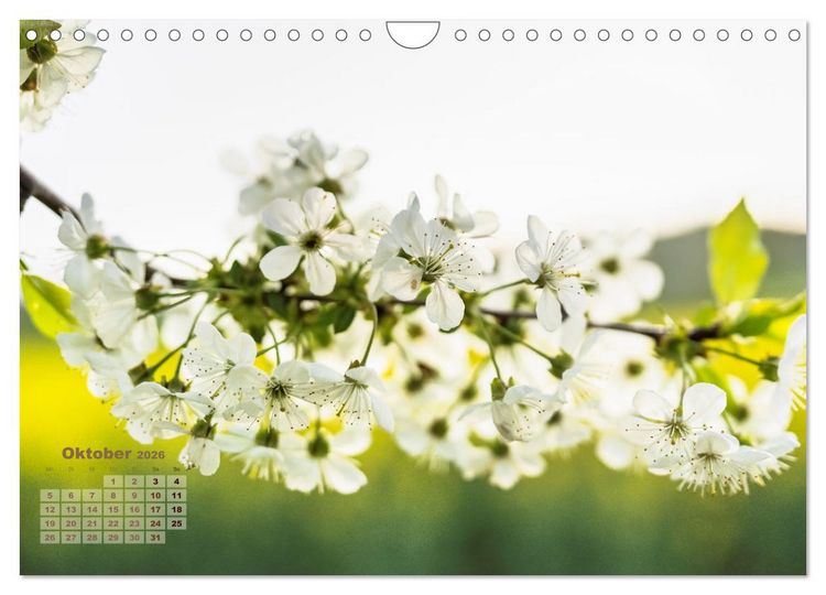 Produktbild: Fr&uuml;hlingstr&auml;ume in Wei&szlig; (Wandkalender 2026 DIN A4 quer), CALVENDO Monatskalender