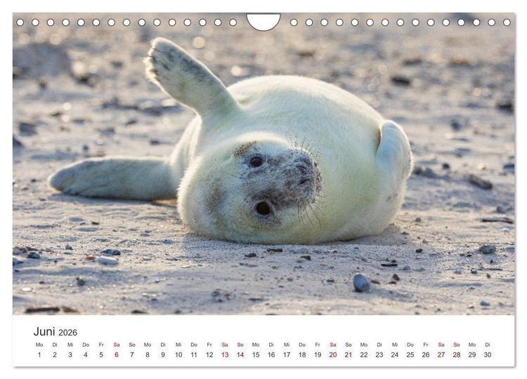 Produktbild: Junge Kegelrobben (Wandkalender 2026 DIN A4 quer), CALVENDO Monatskalender