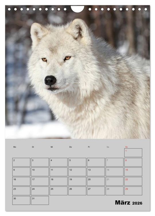 Produktbild: Wolf-Gesichter (Wandkalender 2026 DIN A4 hoch), CALVENDO Monatskalender