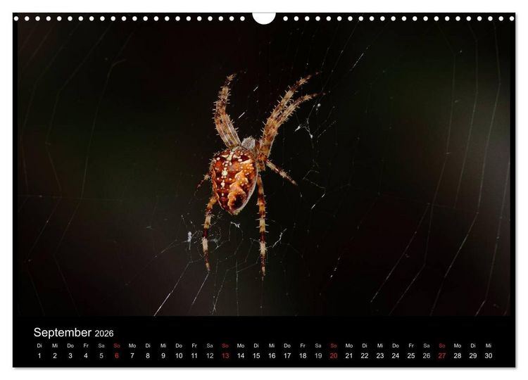 Produktbild: Unsere Spinnen - im Gespr&auml;ch (Wandkalender 2026 DIN A3 quer), CALVENDO Monatskalender