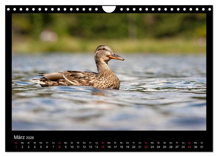 Produktbild: Natur erleben... (Wandkalender 2026 DIN A4 quer), CALVENDO Monatskalender
