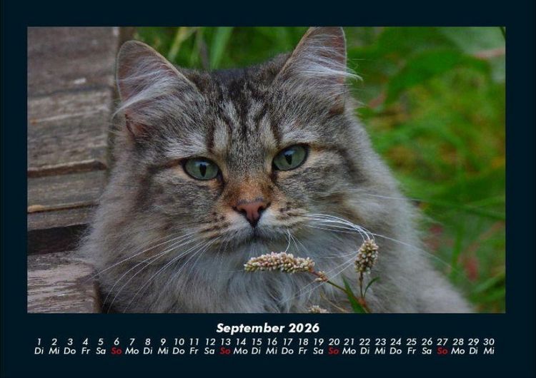 Produktbild: F&uuml;r Katzenfreunde 2026 Fotokalender DIN A4