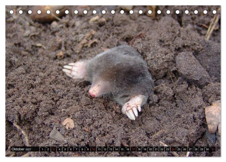 Produktbild: Abneigung und Ekel. Die unbeliebtesten Tiere (Tischkalender 2027 DIN A5 quer), CALVENDO Monatskalender