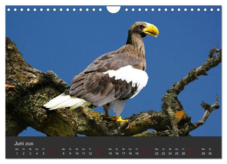 Produktbild: Faszination der Greifv&ouml;gel und Geier (Wandkalender 2026 DIN A4 quer), CALVENDO Monatskalender