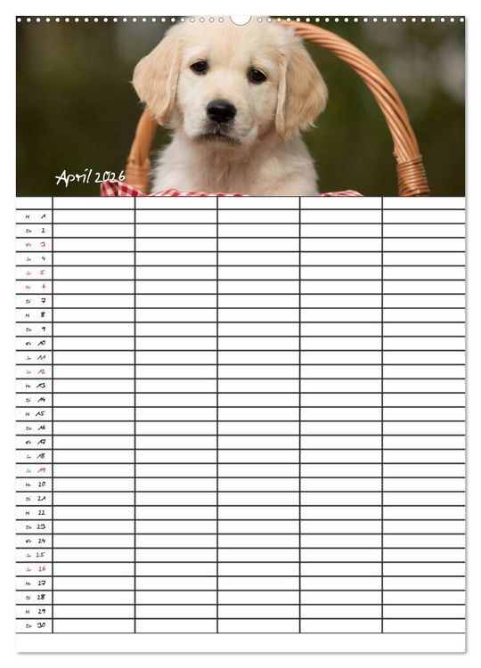 Produktbild: Familienplaner: Golden Retriever Welpen (Wandkalender 2026 DIN A2 hoch), CALVENDO Monatskalender