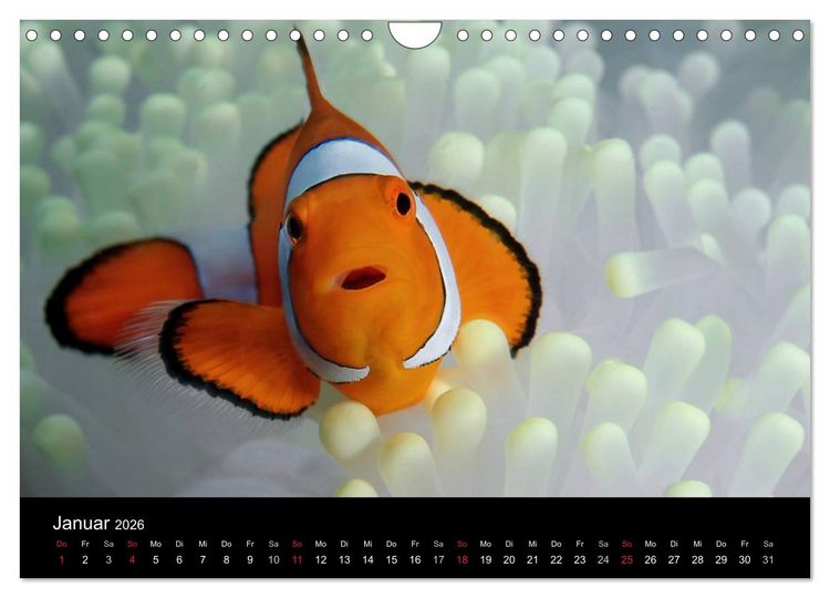 Produktbild: Unterwasser (Wandkalender 2026 DIN A4 quer), CALVENDO Monatskalender