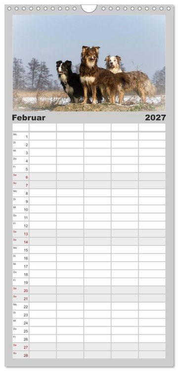 Produktbild: Familienplaner 2027 - Australian Shepherd - Traum auf vier Pfoten mit 5 Spalten (Wandkalender, 21 x 45 cm) CALVENDO