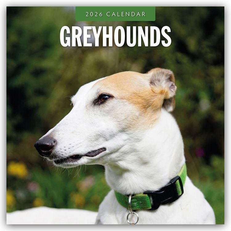 Produktbild: Greyhound – Windhund 2026 – 16-Monatskalender