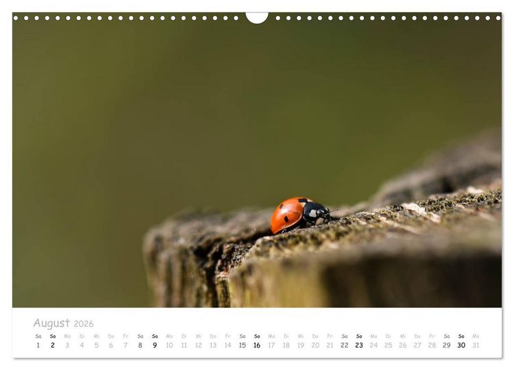 Produktbild: Marienk&auml;fer - kleine Gl&uuml;cksmomente (Wandkalender 2026 DIN A3 quer), CALVENDO Monatskalender
