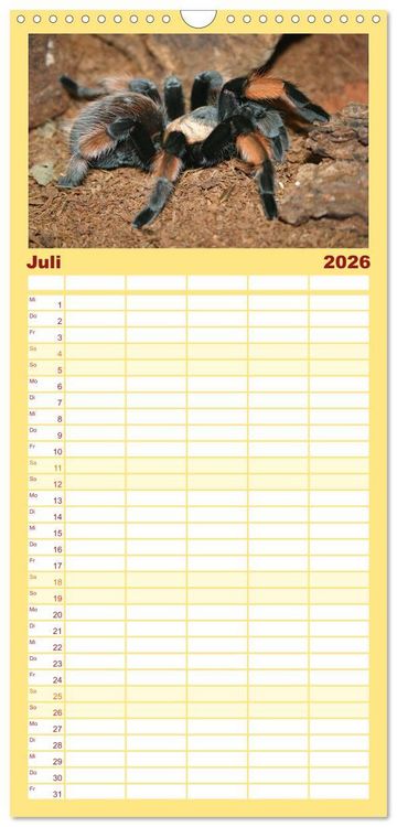 Produktbild: Familienplaner 2026 - Vogelspinnen mit 5 Spalten (Wandkalender, 21 x 45 cm) CALVENDO