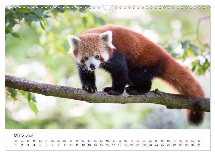 Produktbild: Rote Pandas - geschickte Kletterer (Wandkalender 2026 DIN A3 quer), CALVENDO Monatskalender