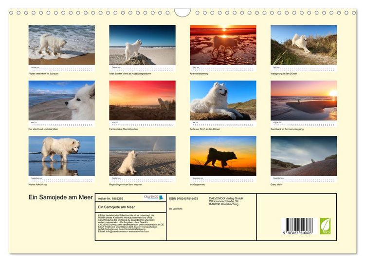 Produktbild: Ein Samojede am Meer (Wandkalender 2026 DIN A3 quer), CALVENDO Monatskalender