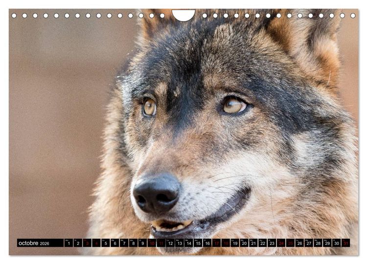 Produktbild: Le loup: l'esprit sauvage (Calendrier mural 2026 DIN A4 vertical), CALVENDO calendrier mensuel