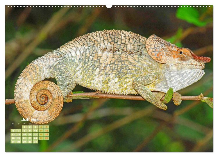Produktbild: Cham&auml;leon: Die farbenfrohe Welt der Reptilien (hochwertiger Premium Wandkalender 2026 DIN A2 quer), Kunstdruck in Hochglanz