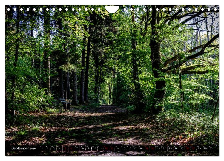 Produktbild: Wege des einfachen Gl&uuml;cks - Spazierg&auml;nge im Wald (Wandkalender 2026 DIN A4 quer), CALVENDO Monatskalender