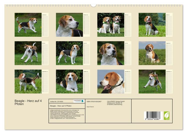 Produktbild: Beagle - Herz auf 4 Pfoten (hochwertiger Premium Wandkalender 2026 DIN A2 quer), Kunstdruck in Hochglanz