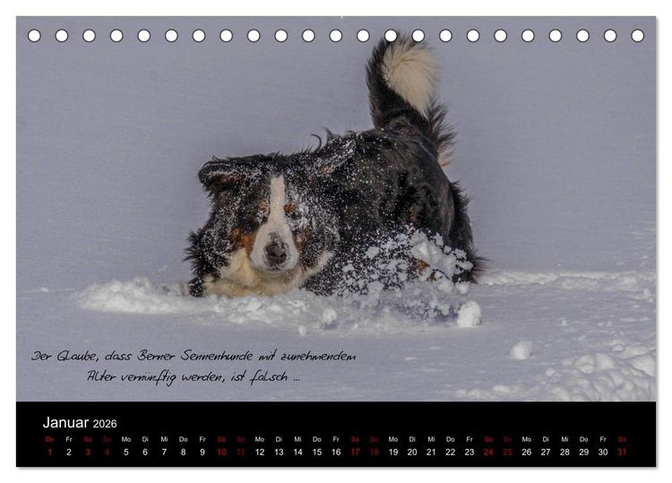 Produktbild: So ist er. Der Berner Sennenhund (Tischkalender 2026 DIN A5 quer), CALVENDO Monatskalender