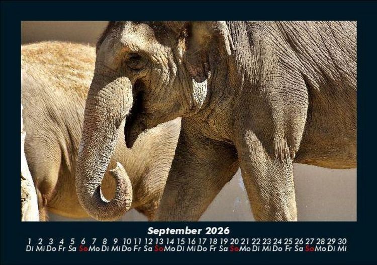 Produktbild: Der Elefantenkalender 2026 Fotokalender DIN A5