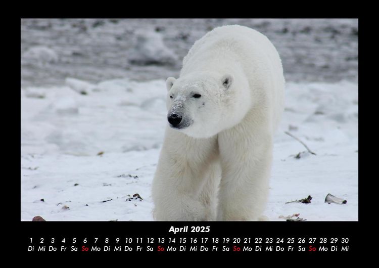 Produktbild: Pinguine & Eisb&auml;ren 2025 Fotokalender DIN A3