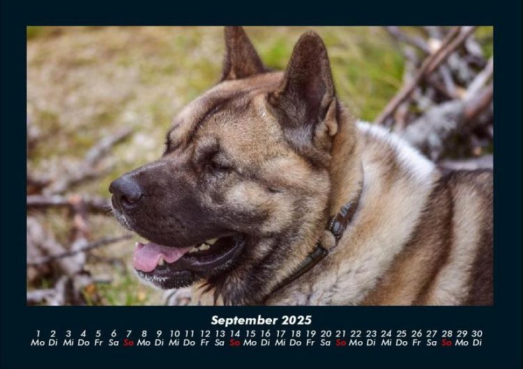 Produktbild: Hunde Kalender 2025 Fotokalender DIN A4