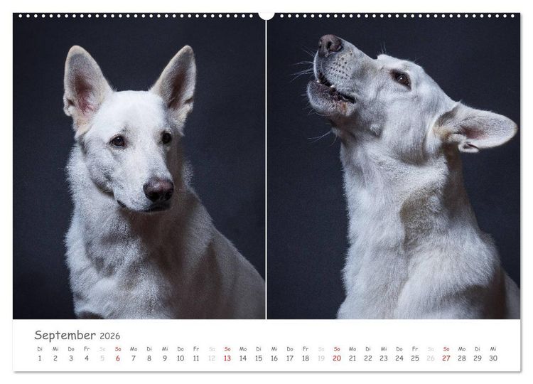 Produktbild: charakterstarke Hunde, wundersch&ouml;ne Hundeportraits (Wandkalender 2026 DIN A2 quer), CALVENDO Monatskalender