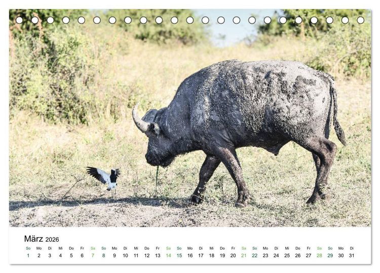 Produktbild: B&uuml;ffel - wild und sch&ouml;n (Tischkalender 2026 DIN A5 quer), CALVENDO Monatskalender