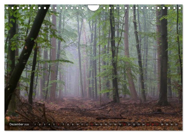 Produktbild: Feng Shui Farben - Element: Holz (Wandkalender 2026 DIN A4 quer), CALVENDO Monatskalender