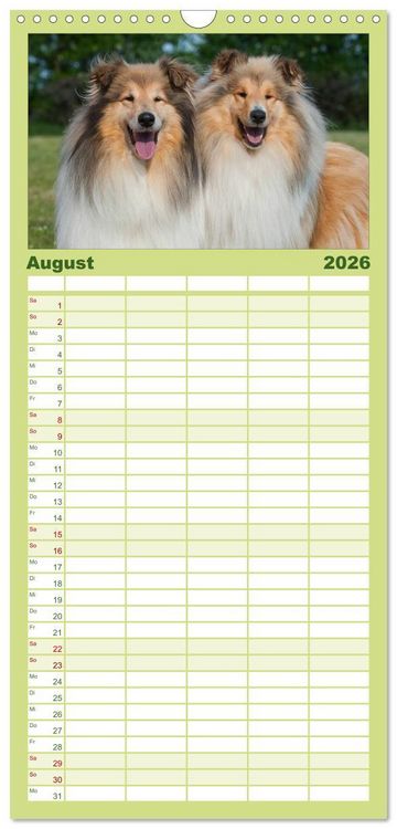 Produktbild: Familienplaner 2026 - Faszination Collie 2026 mit 5 Spalten (Wandkalender, 21 x 45 cm) CALVENDO