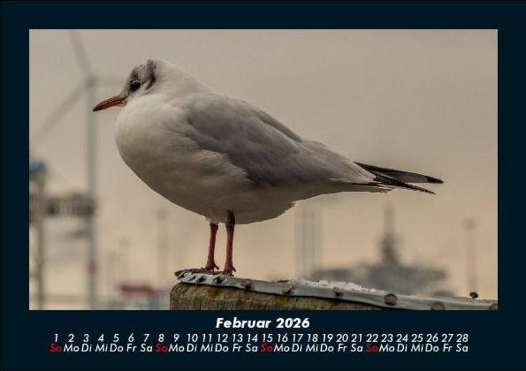 Produktbild: Vogelparadies 2026 Fotokalender DIN A5