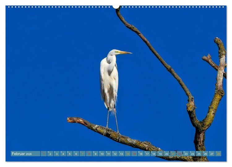 Produktbild: Reiher - auf langen Beinen (Wandkalender 2026 DIN A2 quer), CALVENDO Monatskalender