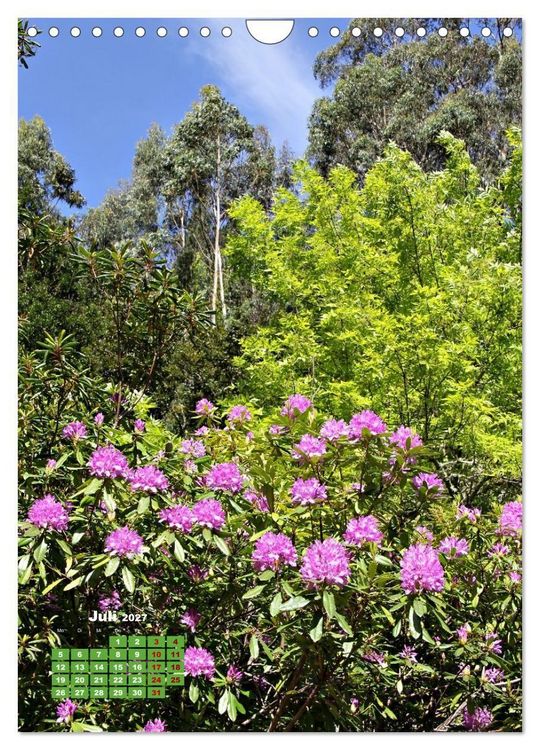 Produktbild: Madeiras Flora. Wundersame Wildblumen und exotische Geh&ouml;lze (Wandkalender 2027 DIN A4 hoch), CALVENDO Monatskalender