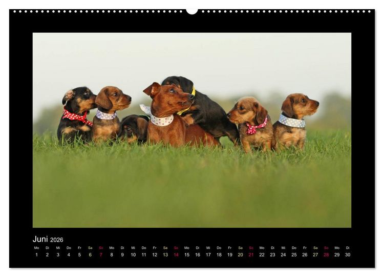 Produktbild: Allerlei Hundekinder (Wandkalender 2026 DIN A2 quer), CALVENDO Monatskalender
