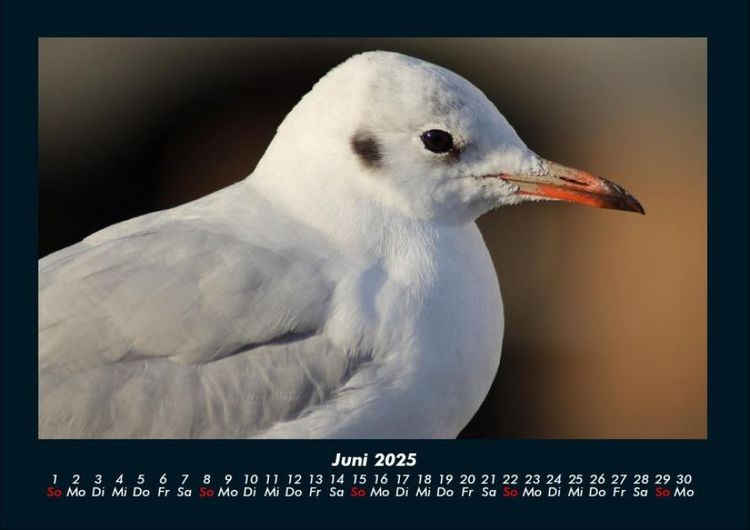 Produktbild: Welt der V&ouml;gel 2025 Fotokalender DIN A4