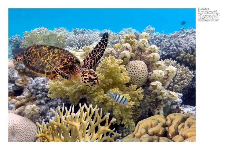Produktbild: Reefs