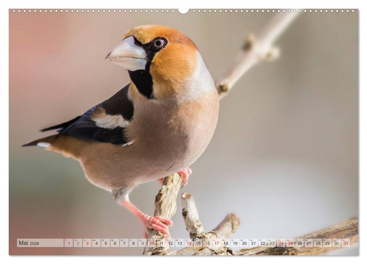 Produktbild: NATUR PUR Heimische Singv&ouml;gel (hochwertiger Premium Wandkalender 2026 DIN A2 quer), Kunstdruck in Hochglanz