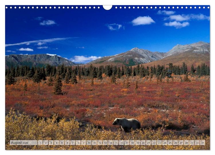 Produktbild: Wildes Alaska Christian Heeb (Wandkalender 2026 DIN A3 quer), CALVENDO Monatskalender
