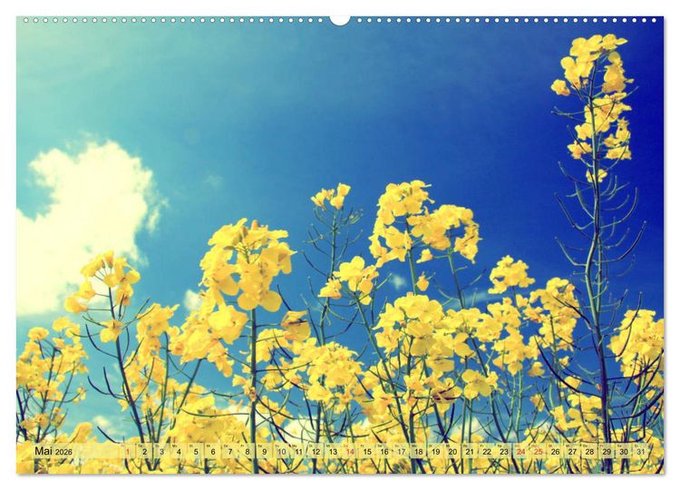 Produktbild: Focus Natur (hochwertiger Premium Wandkalender 2026 DIN A2 quer), Kunstdruck in Hochglanz
