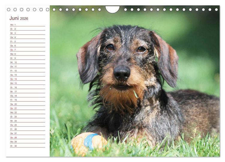 Produktbild: Familienplaner - Liebenswerte Rabauken - Rauhaardackel (Wandkalender 2026 DIN A4 quer), CALVENDO Monatskalender