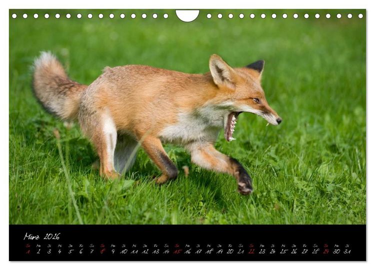 Produktbild: Rotfuchs - Impressionen (Wandkalender 2026 DIN A4 quer), CALVENDO Monatskalender