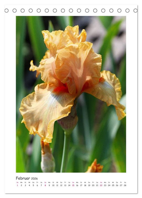 Produktbild: Traumhafte Iris (Tischkalender 2026 DIN A5 hoch), CALVENDO Monatskalender