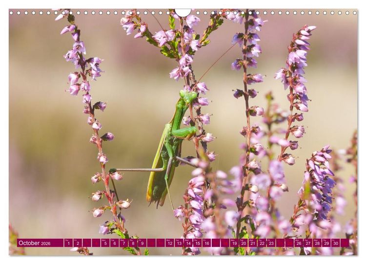 Produktbild: Just lovely - the power of pink heather blossom beauty (Wall Calendar 2026 DIN A3 landscape), CALVENDO 12 Month Wall Calendar