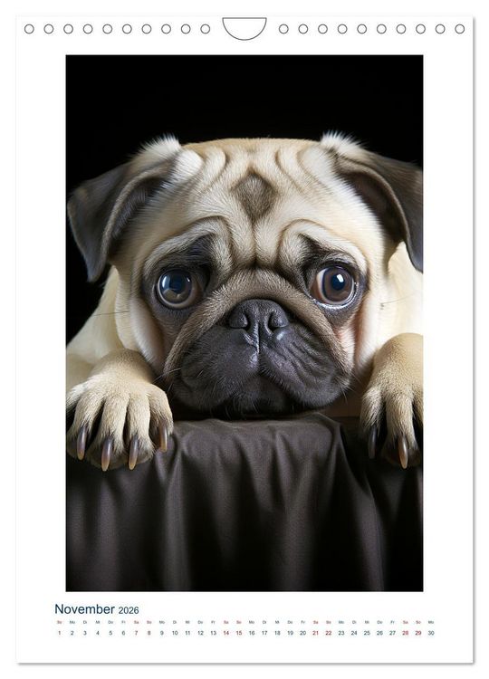 Produktbild: Der kleine Mops (Wandkalender 2026 DIN A4 hoch), CALVENDO Monatskalender