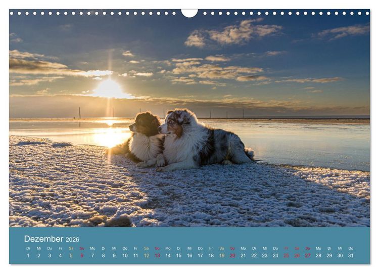 Produktbild: Mit Aussies unterwegs - Die bunte Welt der Australian Shepherds (Wandkalender 2026 DIN A3 quer), CALVENDO Monatskalender