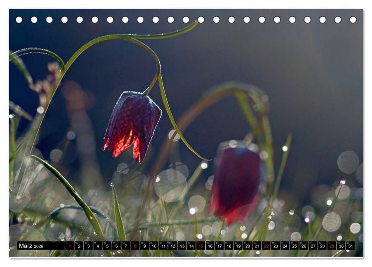Produktbild: Die Schachbrettblume (Tischkalender 2026 DIN A5 quer), CALVENDO Monatskalender